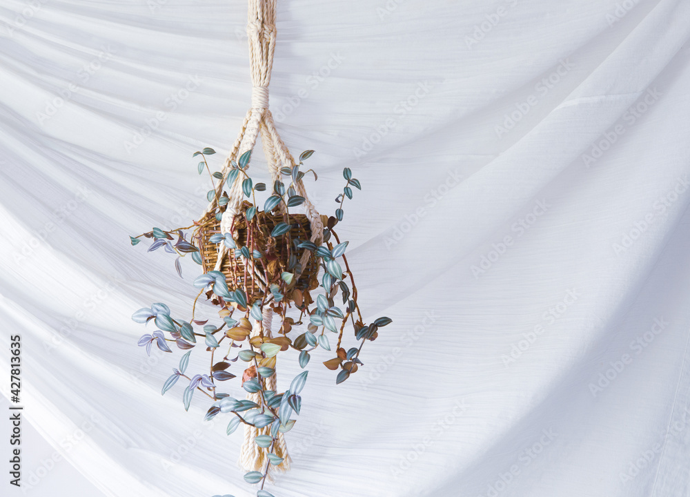 吊るし植物のハンギングプランターのグリーンがある室内 Stock Photo Adobe Stock