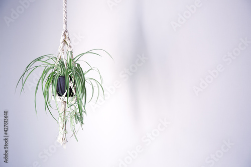 吊るし植物のハンギングプランターのグリーンがある室内
