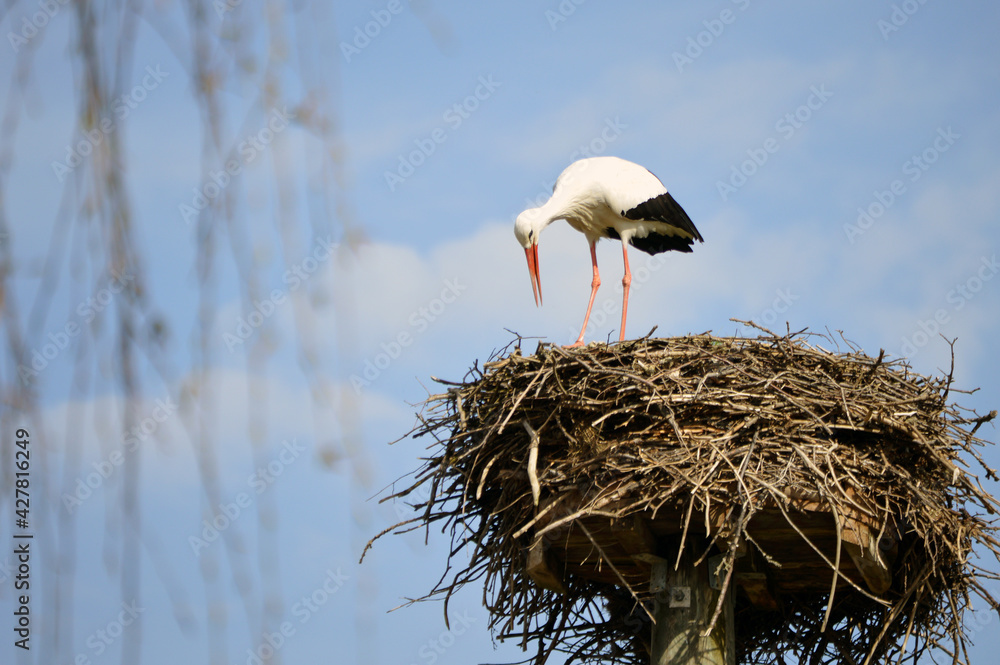 Fototapeta premium White stork nest