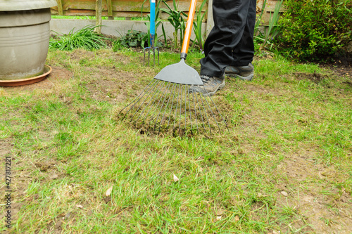 Fotografie, Obraz Scarifying or raking a lawn with a grass rake to remove dead thatch weeds and mo