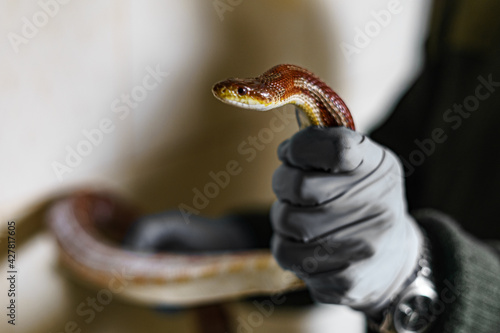 The brown snake is held in gloved hands.