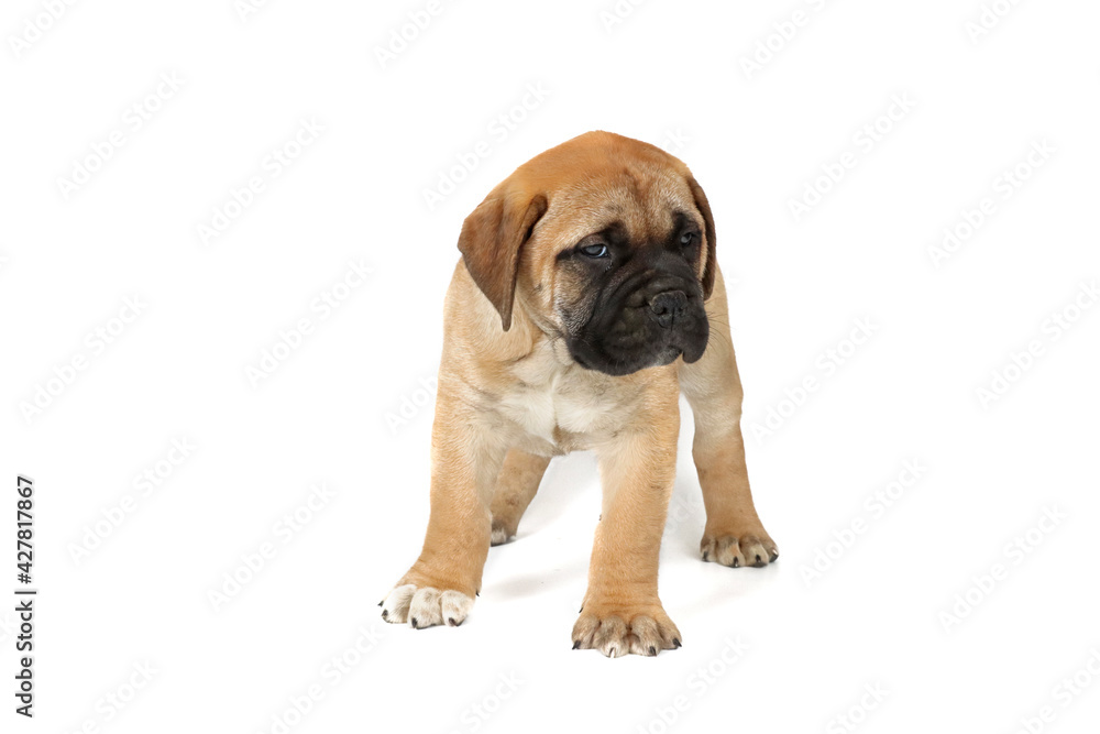 Puppy bullmastiff isolated on white Puppy bullmastiff isolated on white