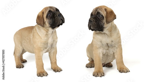 Puppy bullmastiff isolated on white 