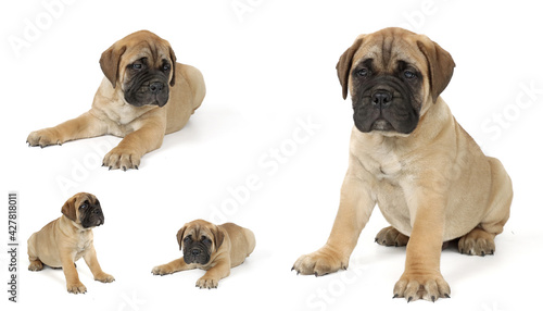 group of dogs isolated