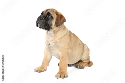 Puppy bullmastiff isolated on white 