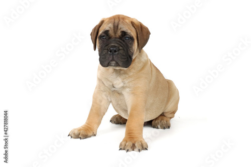 puppy mastiff isolated on white  © eds30129
