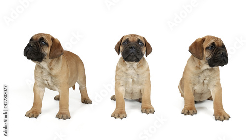 group of puppies isolated