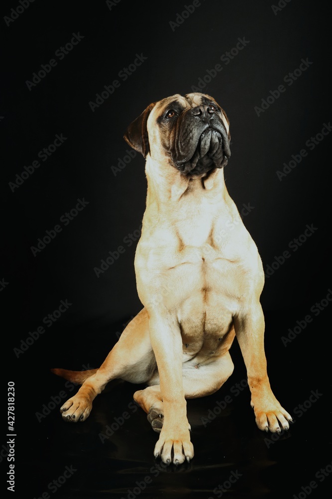 bullmastiff dog isolated on black bullmastiff dog isolated on black