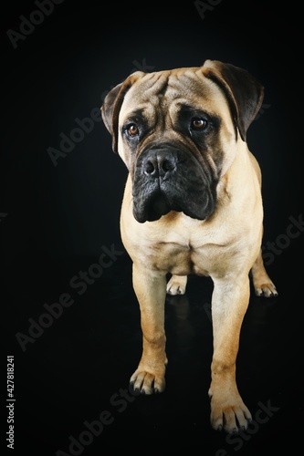 bullmastiff dog isolated on black  © eds30129