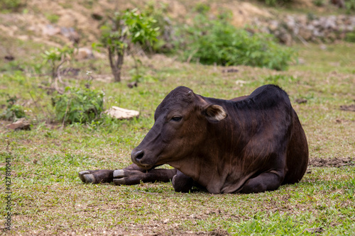 Cattle foraging and resting in the wild 