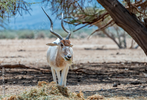 Curved horned antelope Addax (Addax nasomaculatus) was introduced from Sahara...
