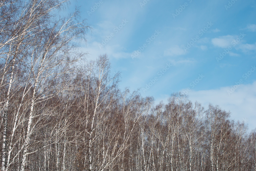 Spring forest against the blue sky. Spring forest against the blue sky.