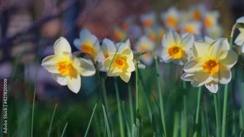 Spring daffodil flowers swaying in the wind Spring daffodil flowers swaying in the wind