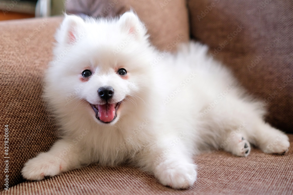 A Japanese Spitz puppy lies on a brown sofa. Dog with white fur