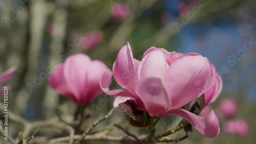 Branches of pink Star Wars Magnolia  photo