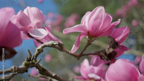 Branches of pink Star Wars Magnolia  photo