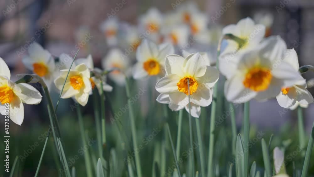 Spring daffodil flowers swaying in the wind Spring daffodil flowers swaying in the wind