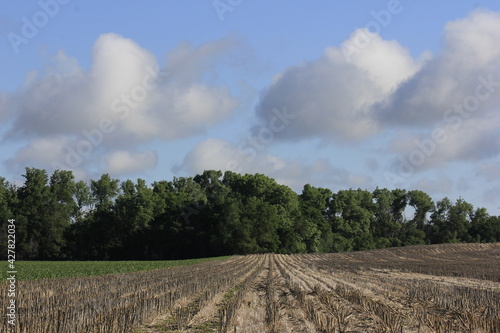 Kansas country farmland with corn stubble rows with blue sky and tree's north west of Hutchinson Kansas USA out in the country.