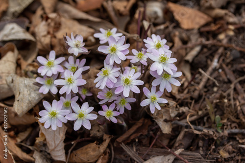 Close up view of a cluster of sharp-lobed Hepatica wildflowers (anemone acutiloba) growing undisturbed in their native woodland forest habitat in spring photo