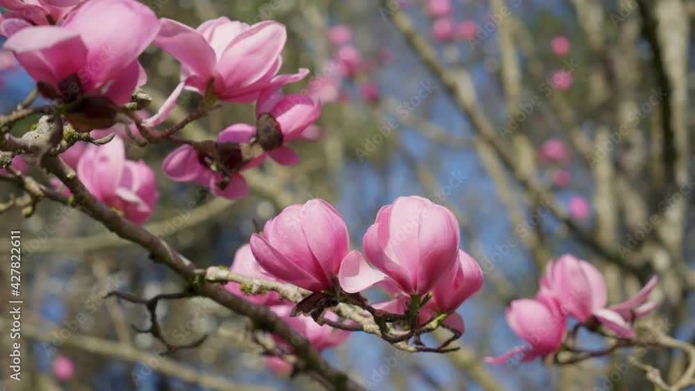 Branches of pink Star Wars Magnolia Branches of pink Star Wars Magnolia