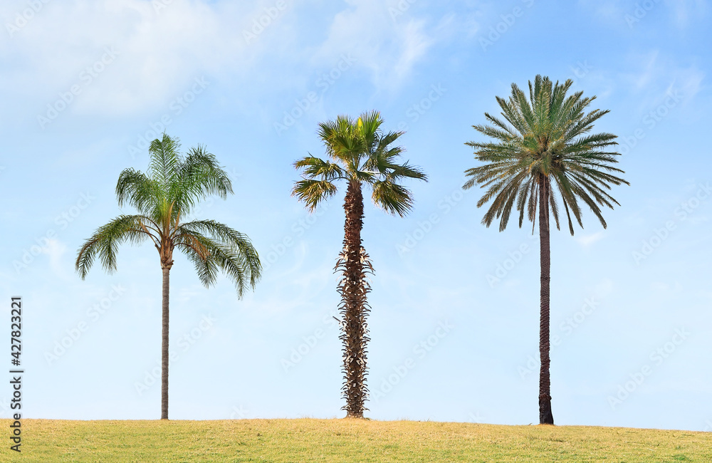 Three lonely palm trees, Chrysalidocarpus lutescens or Dypsis lutescens, Washingtonia robusta and Phoenix canariensis, on the blue sky background     