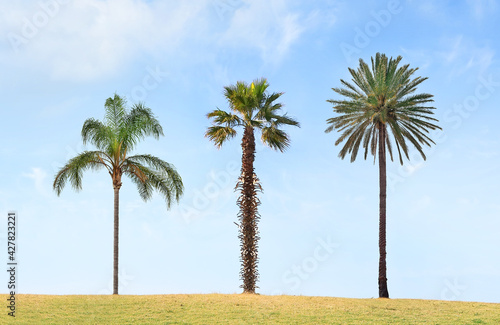 Three lonely palm trees  Chrysalidocarpus lutescens or Dypsis lutescens  Washingtonia robusta and Phoenix canariensis  on the blue sky background     