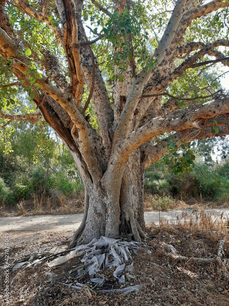 Old ficus tree, Ficus sycomorus, called the sycamore fig or the fig-mulberry, sycamore or sycomore 