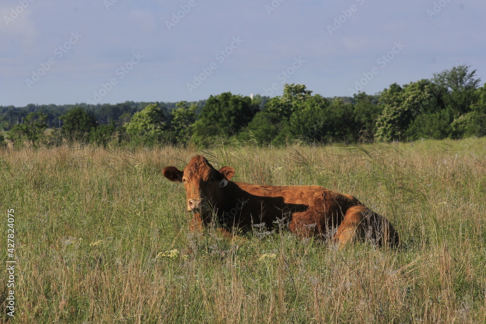 Cow in a pasture with green grass with blue sky west of Hutchinson Kansas USA out in the country. Cow in a pasture with green grass with blue sky west of Hutchinson Kansas USA out in the country.