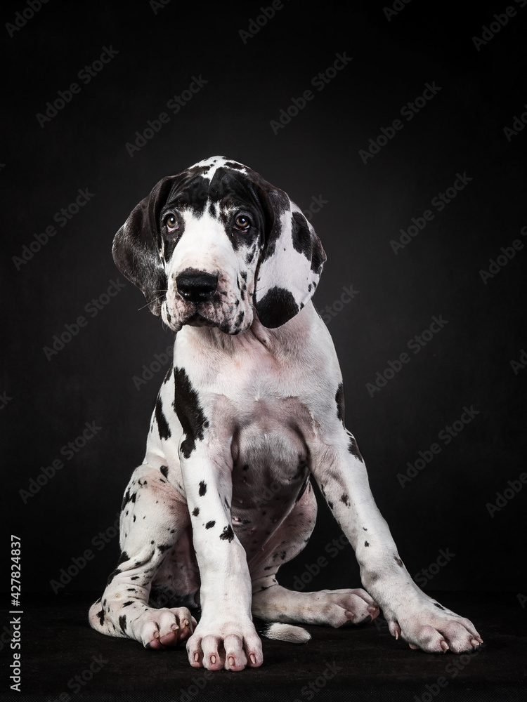 Vertical shot of a spotted great dane puppy on black background - obrazy, fototapety, plakaty 