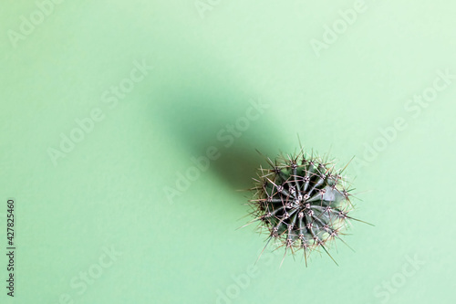 Background from a cactus on a green background. Plant texture with thorns