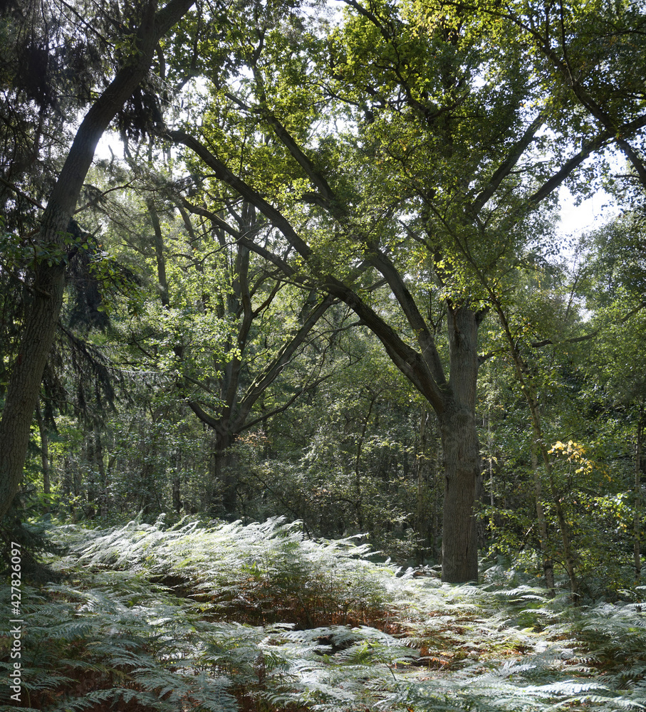 Fototapeta premium Rund um den Schweriner See / Bad Kleinen