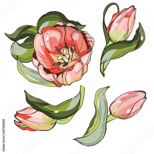 Pink tulips. A cute little bouquet. A set of graphic illustrations. Vintage romantic flowers for decoration and design. On fabric and postcards. Boutonniere.For the wedding Valentine's Day and March 8