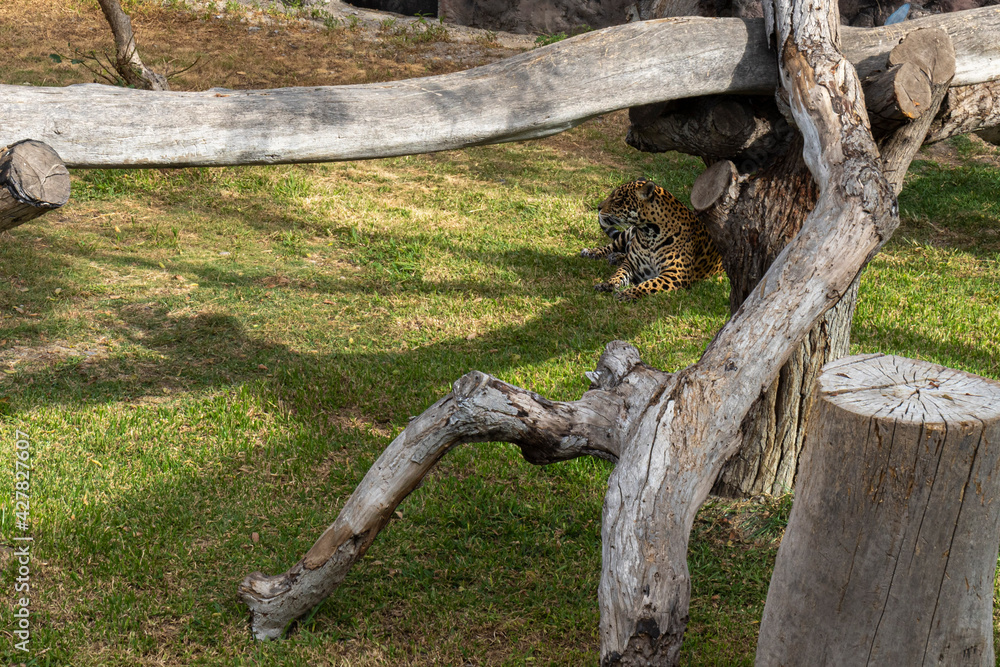 Fototapeta premium Felino leopardo echado al costa de un tronco