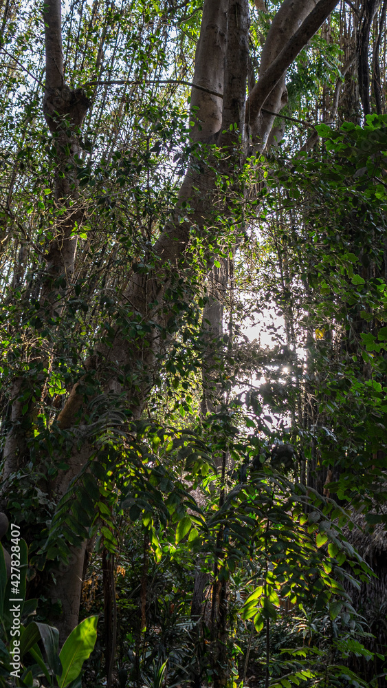 Fototapeta premium Arboles grandes en un jardín