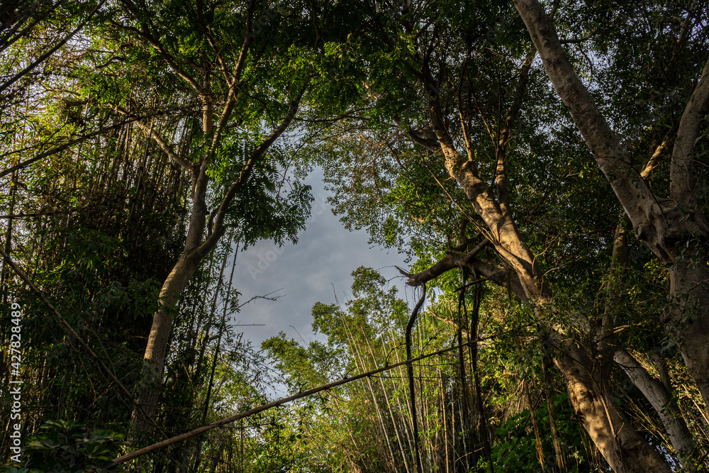 Naklejka premium Arboles grandes con cielo azul