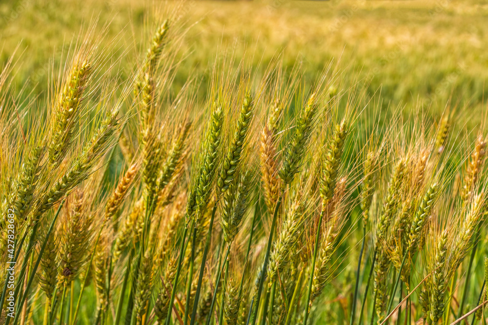 Ears of ripe wheat on an agricultural field close-up Ears of ripe wheat on an agricultural field close-up
