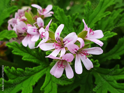 White and pink pelargonium graveolens flowers bloom on a background of green leaves.