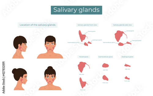 Vector illustration of the parotid, submandibular and sublingual salivary glands. The location of the salivary glands. photo