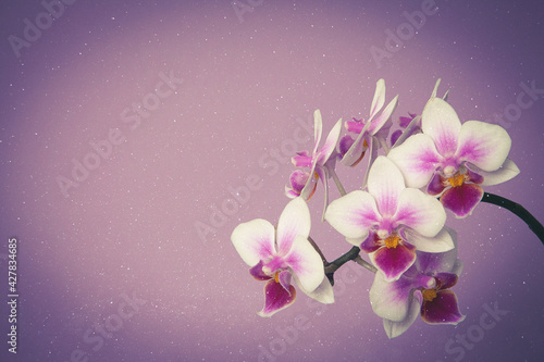 Orchide, Muttertag, Mother's Day 