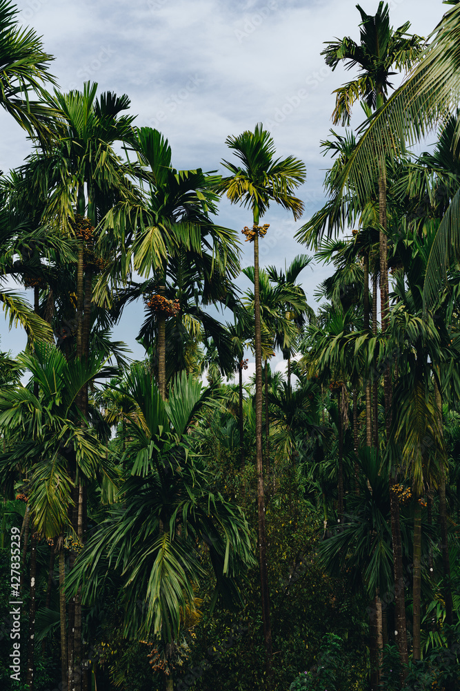 Areca palm tree plantation in India Areca palm tree plantation in India