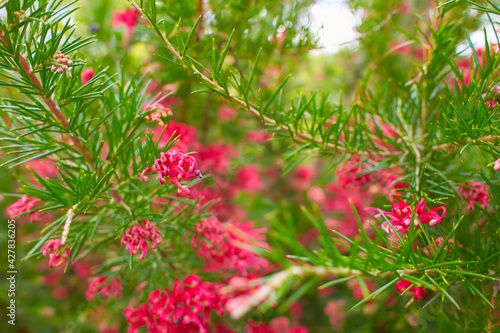 A Rosemary grevillea bush with small red flowers growing in a garden. Grevillea rosmarinifolia. Grevillea rosmarinifolia (rosemary grevillea), red flowers on tree branch photo