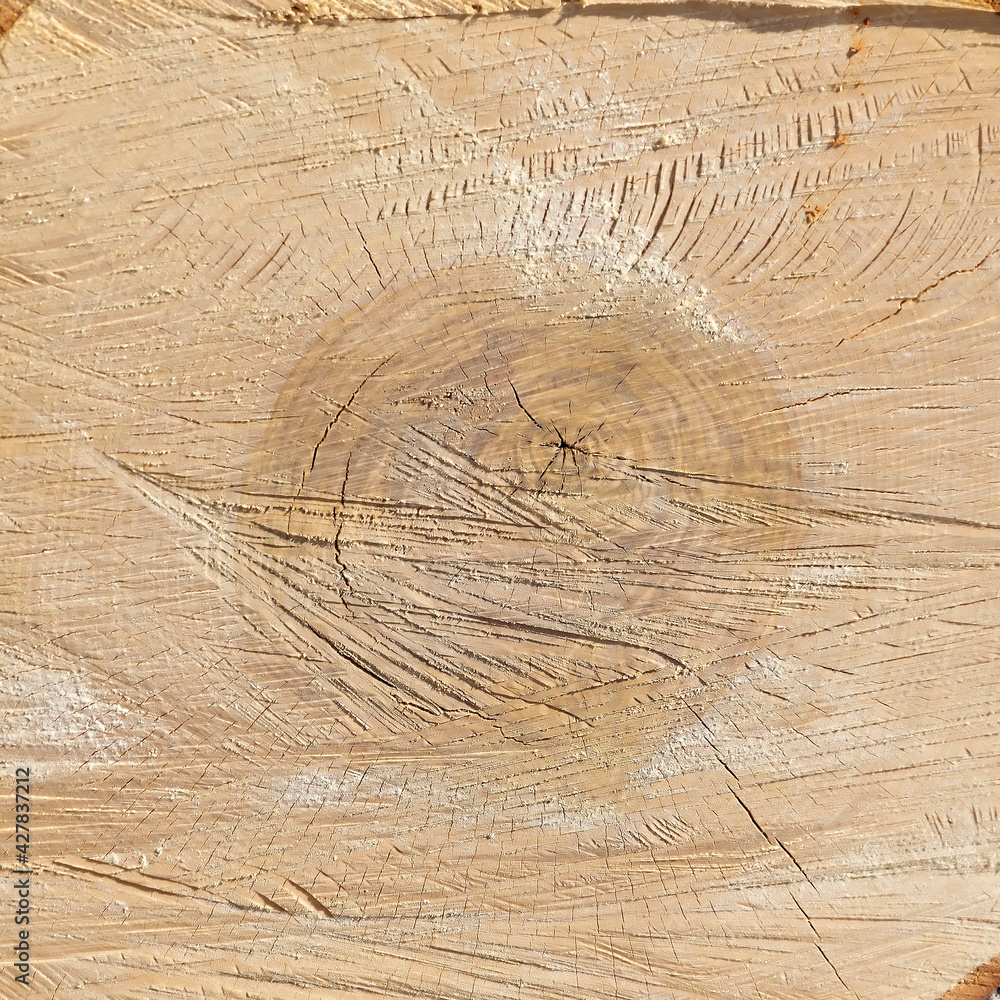Fototapeta premium sawn wood texture