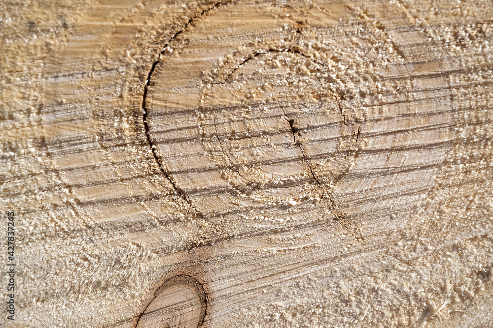 Fototapeta premium sawn wood texture