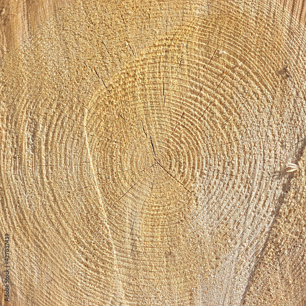 Naklejka premium sawn wood texture