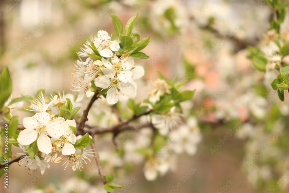 tree flowers, spring, flower, tree, blossom, nature, white, branch, cherry, flowers, garden, green, bloom, blooming, plant, apple, season, beauty, leaf, sky, plum, floral, petal, flora, beautiful, gro