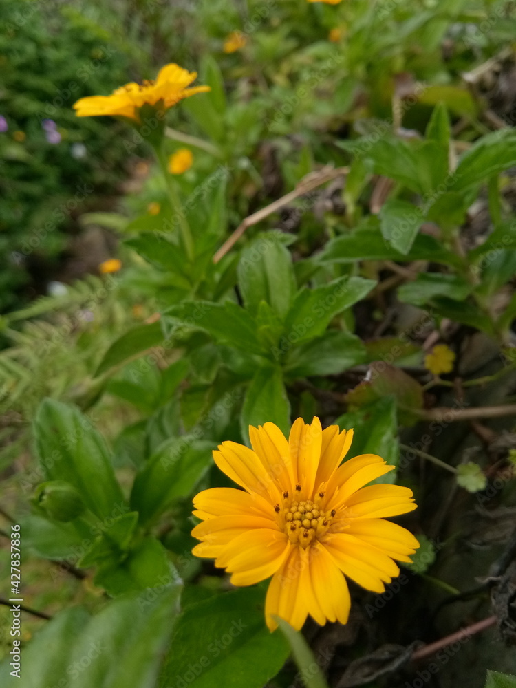 yellow flower in the garden yellow flower in the garden