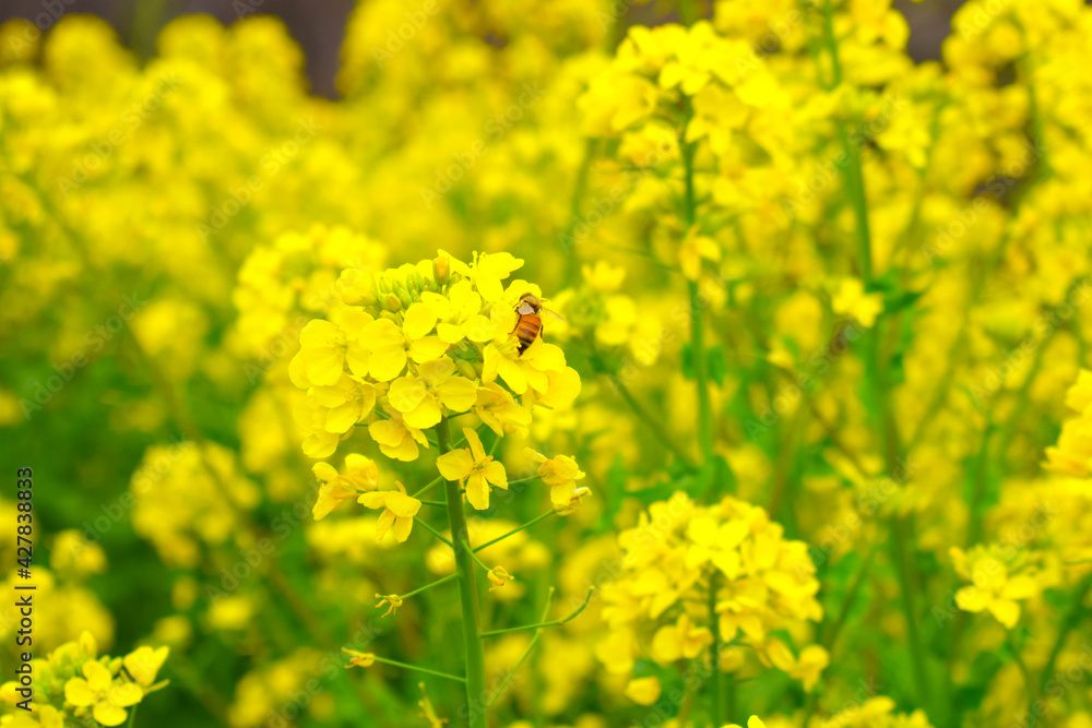 Obraz premium ミツバチと菜の花