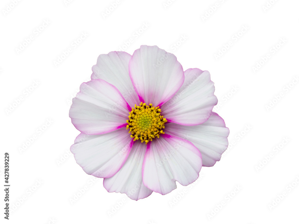 White with pink rim Colored Cosmos Flower Isolated on White Background.