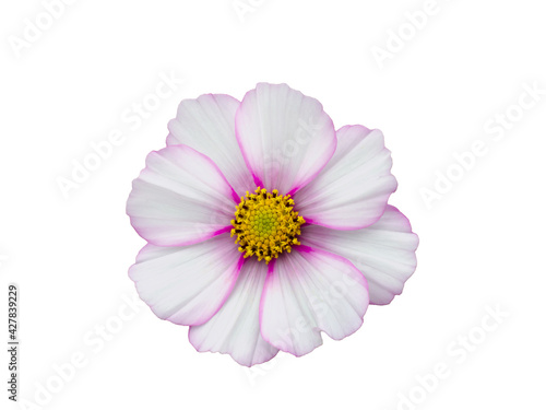 White with pink rim Colored Cosmos Flower Isolated on White Background.