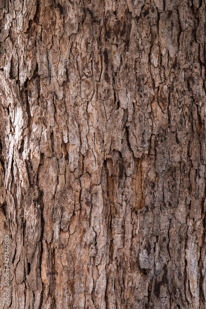 Close up detail embrossed texture of skin bark tree pattern for background design concept Close up detail embrossed texture of skin bark tree pattern for background design concept